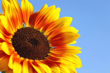 Sonnenblume-Farben der Ukraine
