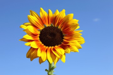 Sonnenblume und blauer Himmel