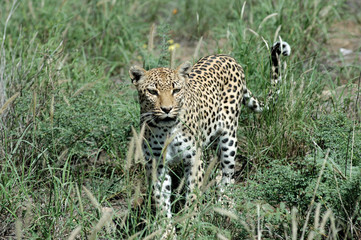 Leopard in Namibia