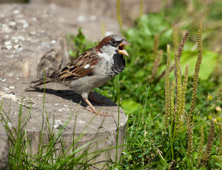 House Sparrow, Passer domesticus