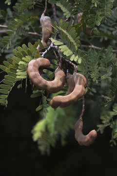 Tamarindenbaum