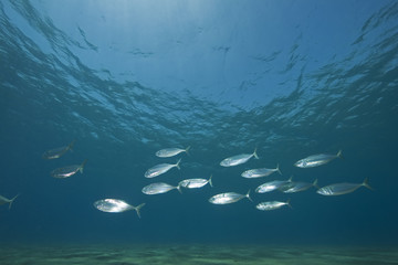 mackerel school feeding