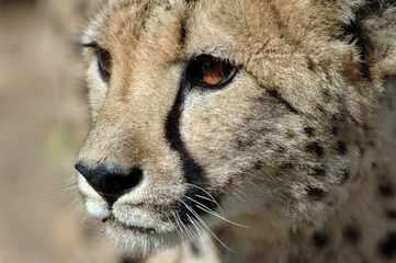Gepard in Namibia