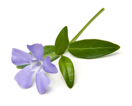 Periwinkle Isolated