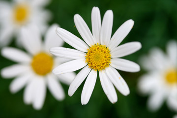 Obraz premium Beautiful daisy