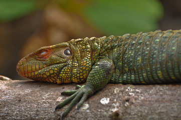 Sleeping Iguana on Branch