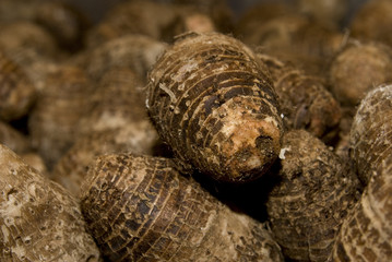 Taro