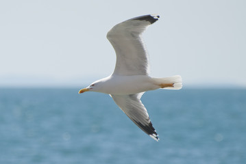 Seagull in flight