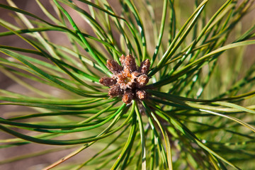 Fresh spring pine bud