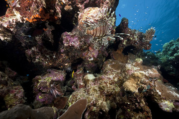 Fototapeta na wymiar lionfish and ocean
