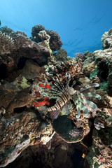 lionfish and ocean