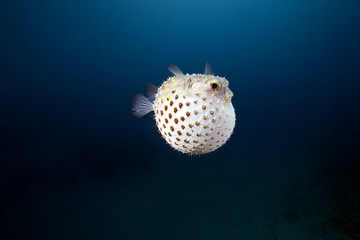 yellowspotted burrfish and ocean