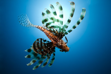 lionfish,sun and ocean