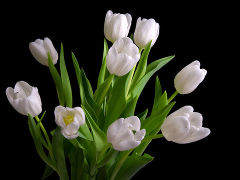 Fototapeta white tulips on black background