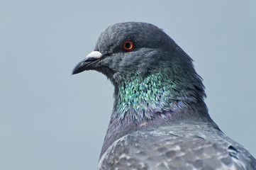 Pigeon head