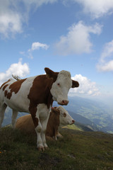 Fototapeta na wymiar Kühe auf dem Wildkogel, Österreich
