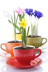 Foto op Canvas growing spring flowers in a cup © Natalia Klenova