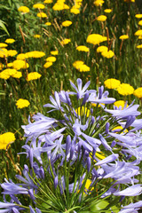 Fototapeta premium Flowers field
