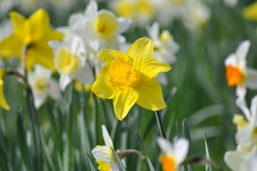 Yellow daffodils