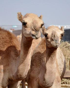 single hump dromedary Camels