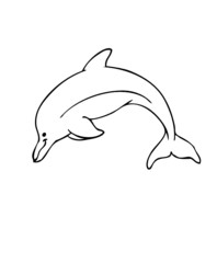 Delfin © Biewer_Jürgen