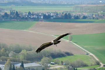 Ronneburg Geier