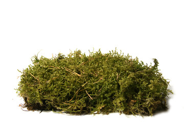 moss