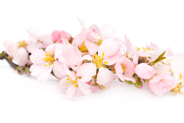Fototapeta na wymiar A branch of flowering almonds.
