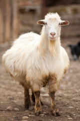 Obraz premium Pregnant white goat