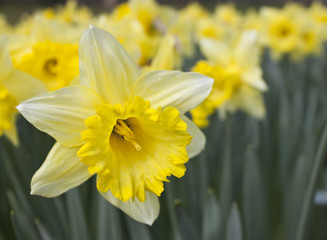 daffodil with soft focus on background