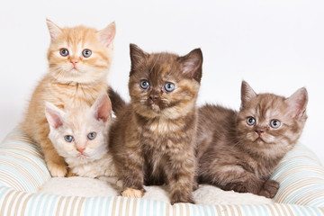 British kitten on white background