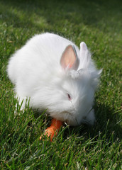 coniglio con carota