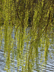 Willow tree by lake