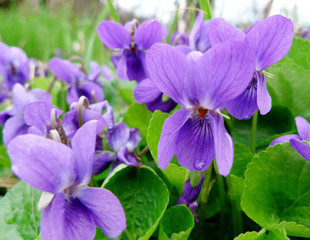 violets in grass