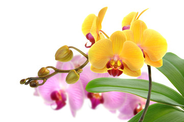 Fototapeta na wymiar Orchideen 39.1