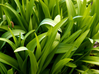 Fototapeta premium Spring Growth