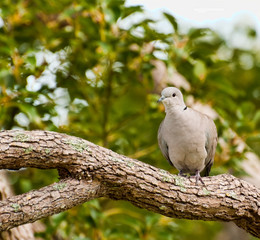 Grahy Dove on Oak Tree branch