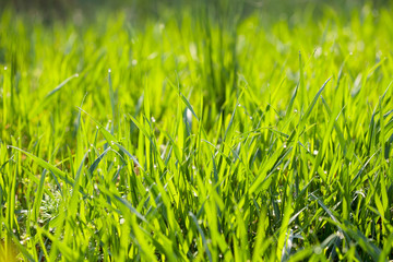 background young grass with dew