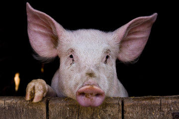 9 726 Cochon Wall Murals Canvas Prints Stickers Wallsheaven