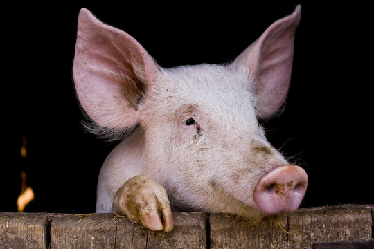 10 277 Best Cochon Images Stock Photos Vectors Adobe Stock