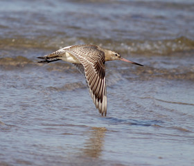 Sea bird in flight