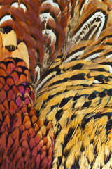 background close up consisting of  ringneck pheasant feathers
