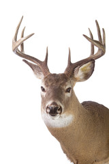 Large whitetail buck isolated on white background