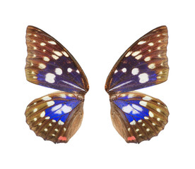 butterfly blue wing isolated