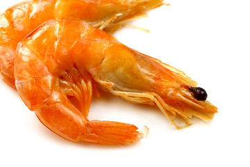 Eastern king prawn , tiger prawn (Penaeus plebejus)