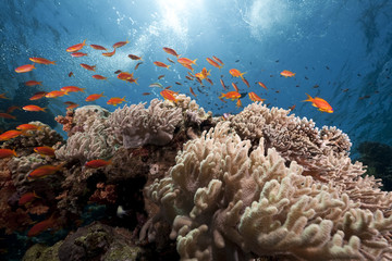 ocean, coral and fish