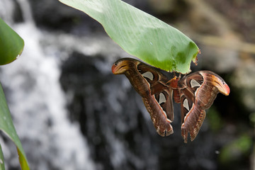 Large butterfly on a leaf - 21886947