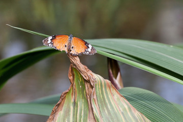 Orange butterfly on a leaf - 21886983