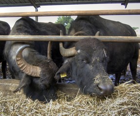 Allevamento di bufali in Campania