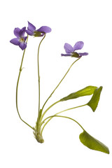 violet flowers herbal medicine
